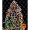 CRITICAL KUSH · Philosopher Seeds · semi di canapa · Fem