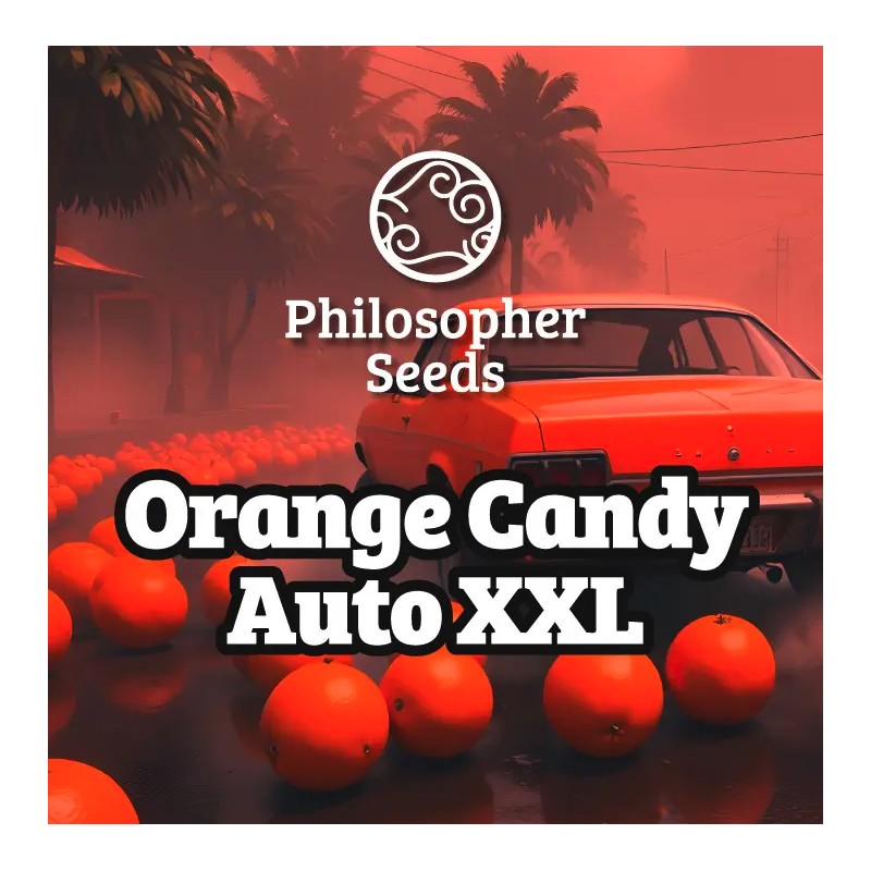 ORANGE CANDY AUTO XXL · Philosopher Seeds · kaufen cannabis samen · AutoFem