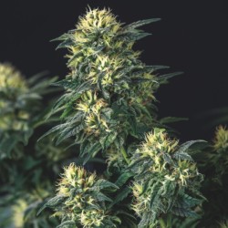 ANESTHESIA X RUNTZ · Pyramid Seeds · semi di canapa · Fem