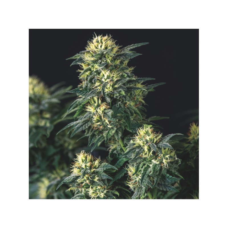 ANESTHESIA X RUNTZ · Pyramid Seeds · kaufen cannabis samen · Fem