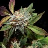 ANUBIS X SUNSET SHERBET · Pyramid Seeds · kaufen cannabis samen · Fem