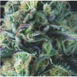 AUTO COOKIES USA · Pyramid Seeds · semi di canapa · AutoFem