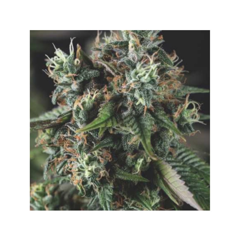 AUTO DO-SI-DOS · Pyramid Seeds · semi di canapa · AutoFem