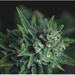 GALAXY FAST · Pyramid Seeds · cannabis seeds · Fem