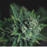 GALAXY FAST · Pyramid Seeds · kaufen cannabis samen · Fem