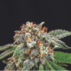 GALAXY X RUNTZ · Pyramid Seeds · semi di canapa · Fem