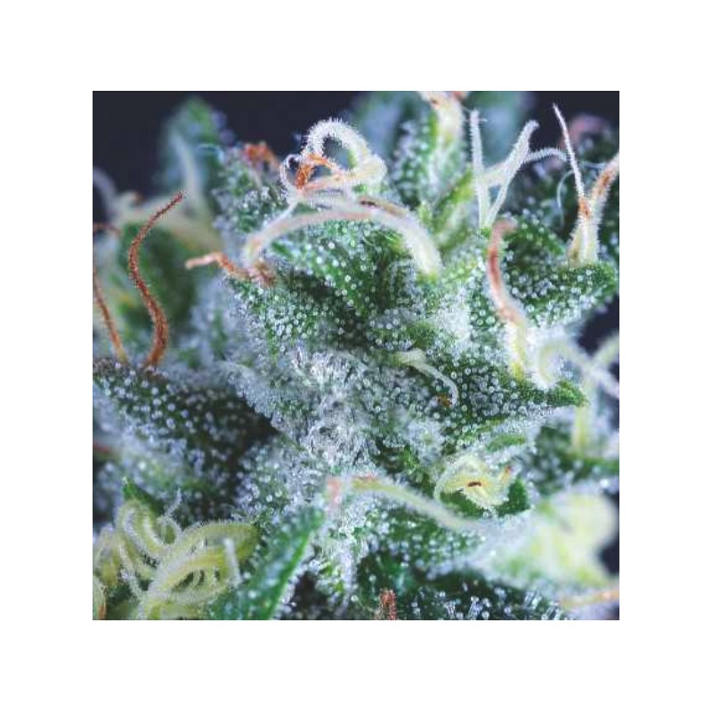 AUTO GELATO · Pyramid Seeds · cannabis samen · AutoFem