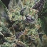 AUTO GORILA · Pyramid Seeds · cannabis samen · AutoFem