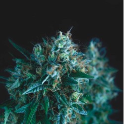 GORILLA FAST · Pyramid Seeds · semi di canapa · Fem