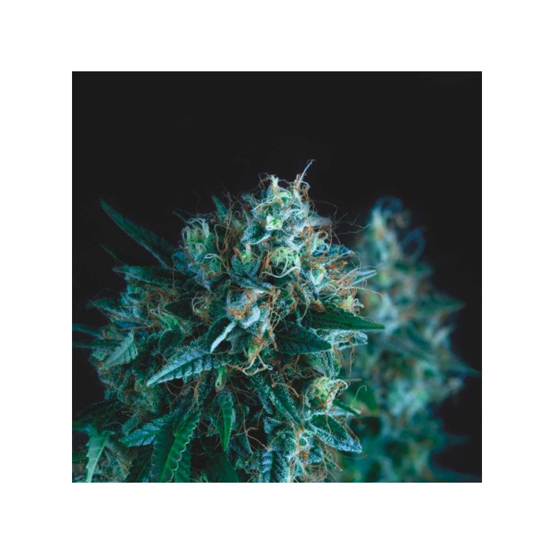 GORILLA FAST · Pyramid Seeds · sementes de maconha · Fem