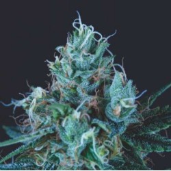 ICE CREAM · Pyramid Seeds · semi di canapa · Fem