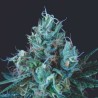 ICE CREAM · Pyramid Seeds · kaufen cannabis samen · Fem