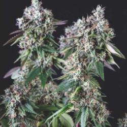 MENDOCINO PURPLE KUSH · Pyramid Seeds · cannabis seeds · Fem