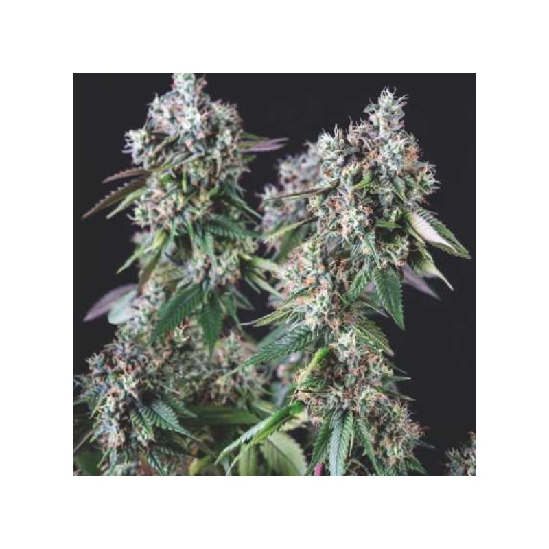 MENDOCINO PURPLE KUSH · Pyramid Seeds · kaufen cannabis samen · Fem