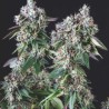 MENDOCINO PURPLE KUSH · Pyramid Seeds · sementes de maconha · Fem