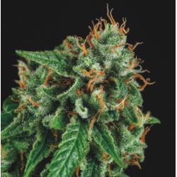 TUTANKHAMON X GORILLA GLUE · Pyramid Seeds · sementes de maconha · Fem