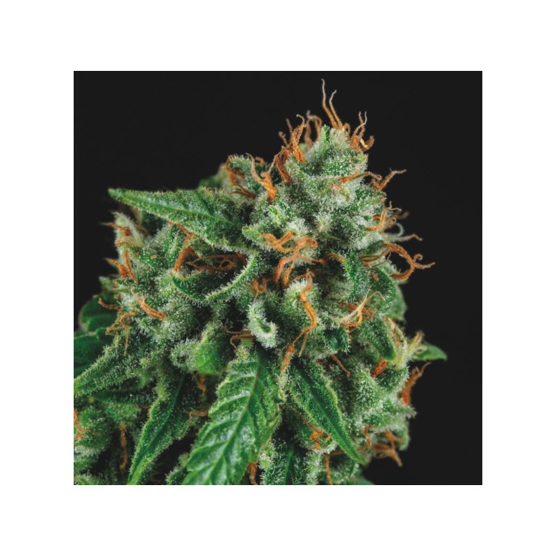 TUTANKHAMON X GORILLA GLUE · Pyramid Seeds · semi di canapa · Fem