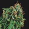 TUTANKHAMON X GORILLA GLUE · Pyramid Seeds · kaufen cannabis samen · Fem
