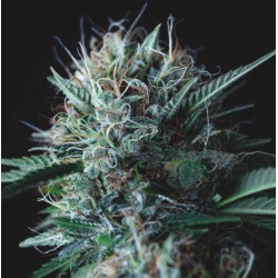 WEMBLEY X MENDOCINO · Pyramid Seeds · kenevir tohum · Disi · Fem