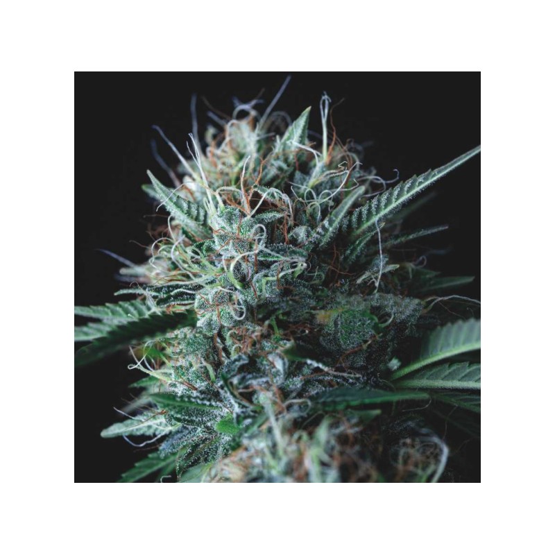 WEMBLEY X MENDOCINO · Pyramid Seeds · sementes de maconha · Fem