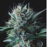 WEMBLEY X MENDOCINO · Pyramid Seeds · kaufen cannabis samen · Fem
