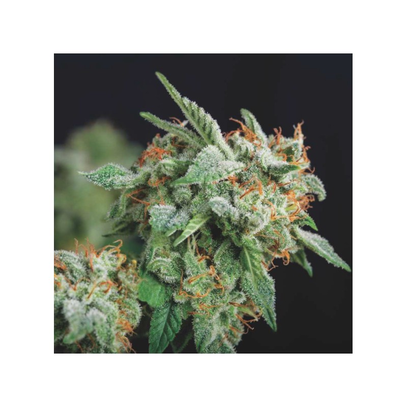 NORTHERN LIGHTS X RUNTZ · Pyramid Seeds · semi di canapa · Fem