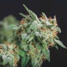 NORTHERN LIGHTS X RUNTZ · Pyramid Seeds · kenevir tohum · Disi · Fem