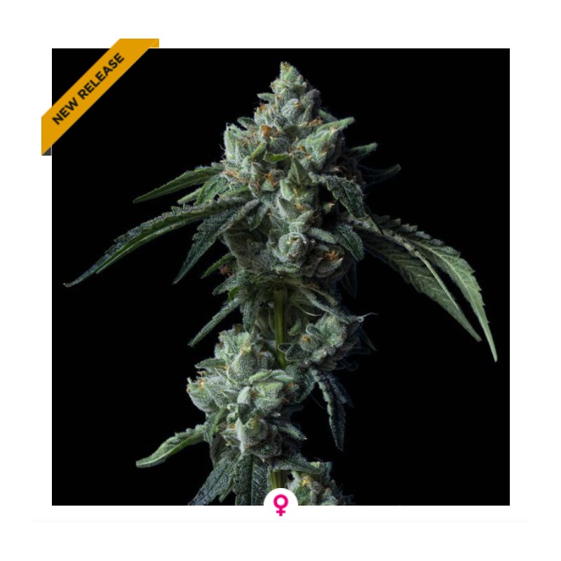CHALLAH BREAD · DNA Genetics · kaufen cannabis samen · Fem