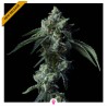 CHALLAH BREAD · DNA Genetics · sementes de maconha · Fem