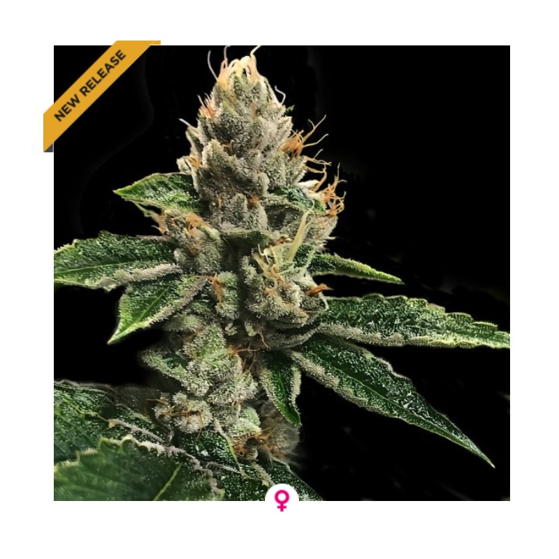 RP 43 AKA RICHARD PETTY · DNA Genetics · kaufen cannabis samen · Fem