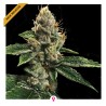 RP 43 AKA RICHARD PETTY · DNA Genetics · semi di canapa indiana · Fem