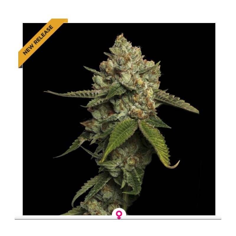 KOSHER PROPHET · DNA Genetics · kaufen cannabis samen · Fem