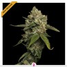 KOSHER PROPHET · DNA Genetics · cannabis seeds · Fem