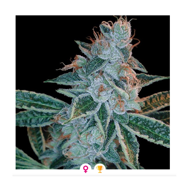 LEMON OG KUSH · DNA Genetics · kaufen cannabis samen · Fem