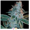 LEMON OG KUSH · DNA Genetics · kaufen cannabis samen · Fem