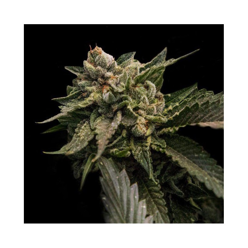 STRAWBERRY SORBET · DNA Genetics · semi di canapa indiana · Fem