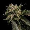 STRAWBERRY SORBET · DNA Genetics · semi di canapa indiana · Fem