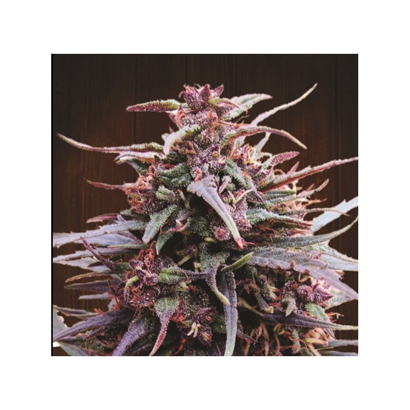 PURPLE HAZE X MALAWI · Ace Seeds · kaufen cannabis samen · Fem