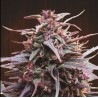PURPLE HAZE X MALAWI · Ace Seeds · semi di canapa · Fem
