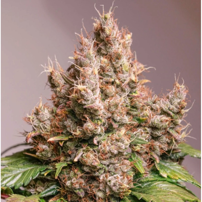 AUTO RED TROPICANA COOKIES · Dutch Passion · cannabis samen · Auto Fem