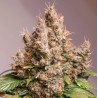 AUTO RED TROPICANA COOKIES · Dutch Passion · semi di canapa · Auto Fem