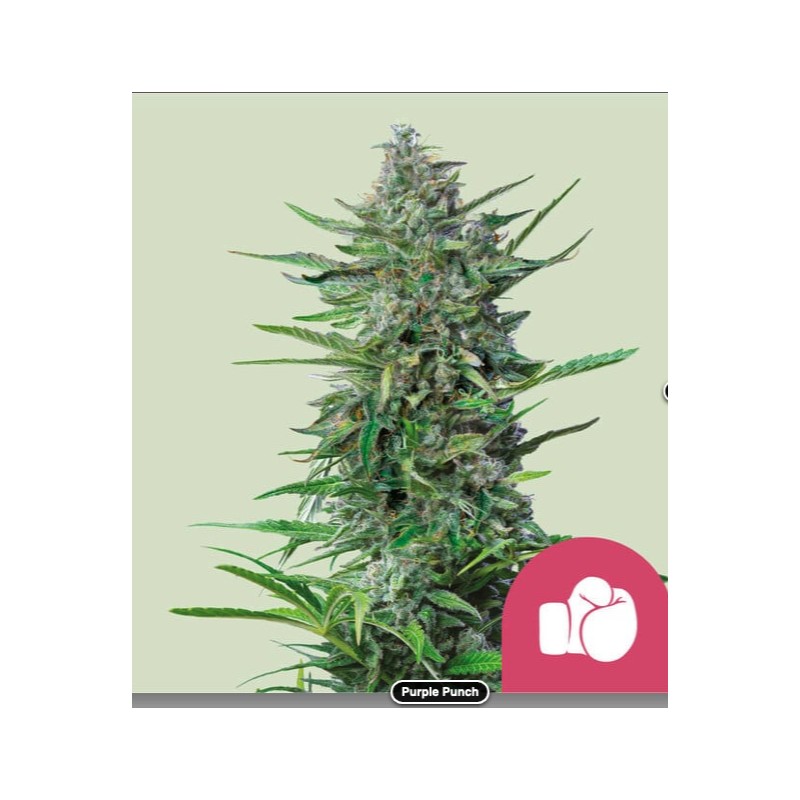 PURPLE PUNCH · Royal Queen Seeds · sementes de maconha · Fem
