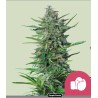 PURPLE PUNCH · Royal Queen Seeds · semi di canapa indiana · Fem