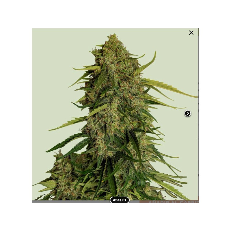 ATLAS F1 · Royal Queen Seeds · semi di canapa indiana · Fem
