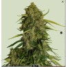 ATLAS F1 · Royal Queen Seeds · semi di canapa indiana · Fem