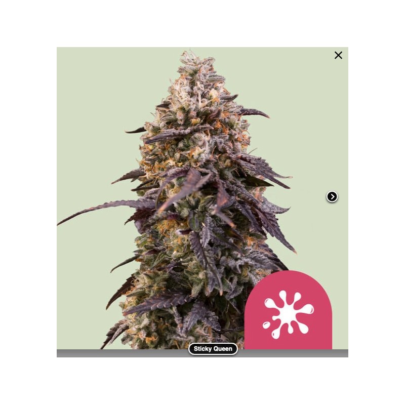 STICKY QUEEN · Royal Queen Seeds · cannabis samen · Fem