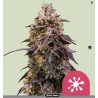 STICKY QUEEN · Royal Queen Seeds · sementes de maconha · Fem
