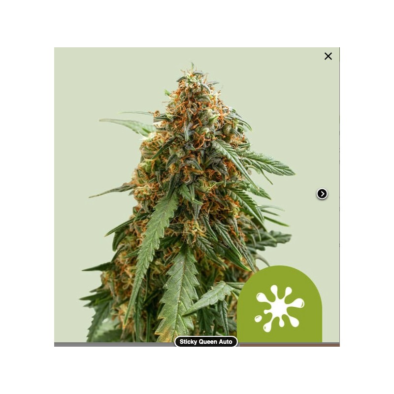STICKY QUEEN AUTO · Royal Queen Seeds · semi di canapa indiana · AutoFem