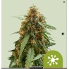 STICKY QUEEN AUTO · Royal Queen Seeds · sementes de maconha · AutoFem