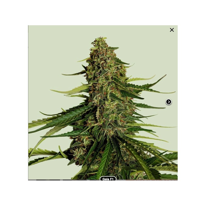 GAIA F1 · Royal Queen Seeds · sementes de maconha · AutoFem